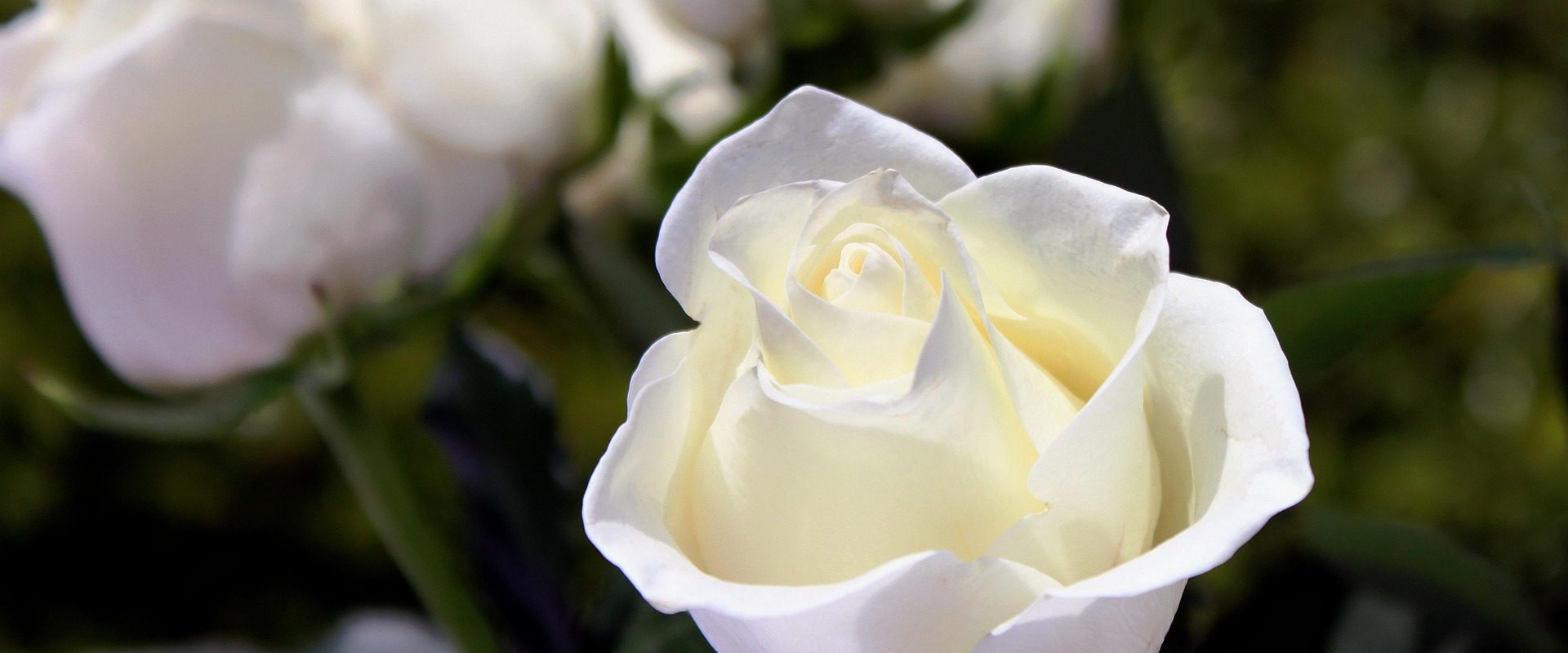 servicii funerare prahova